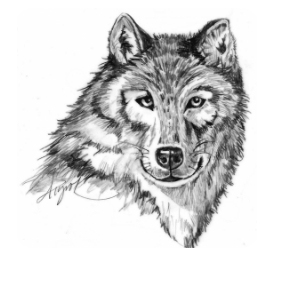 Bluewolf34