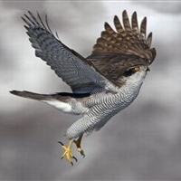 Hawks