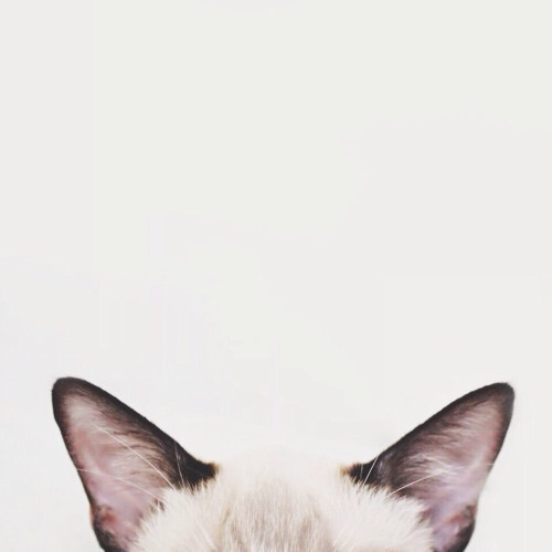 DilayS