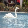 anatema