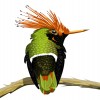 HakanC