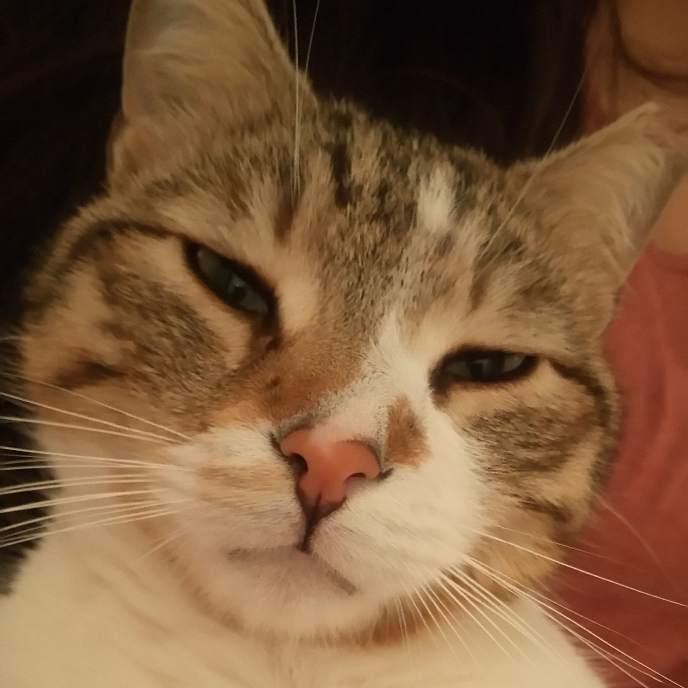 mebeca