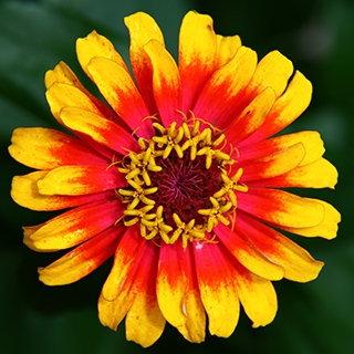 pinarak