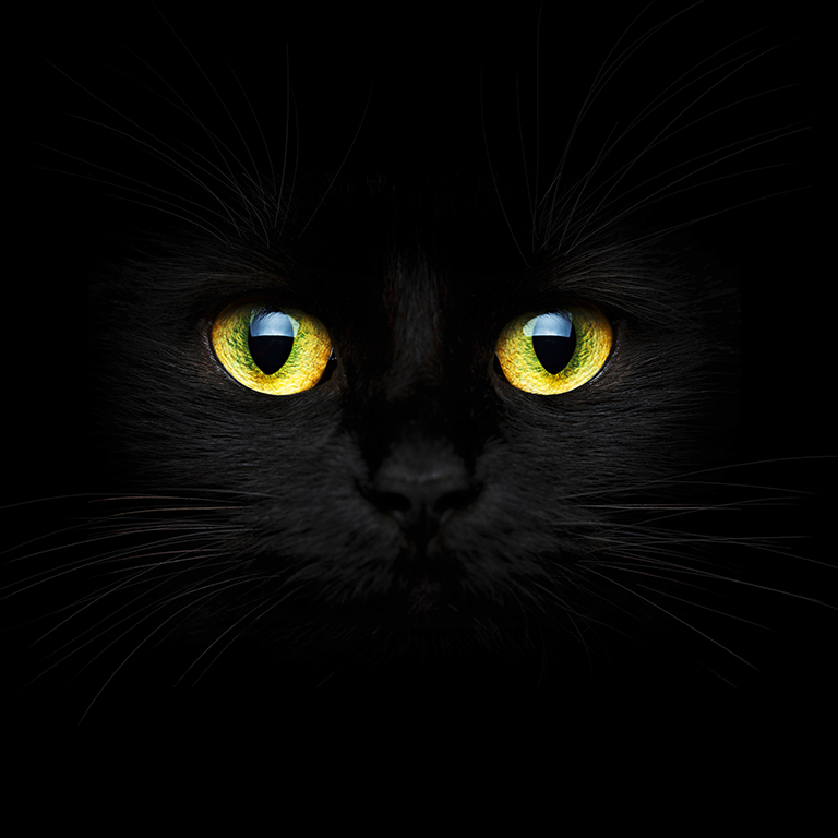 Kara Kedi