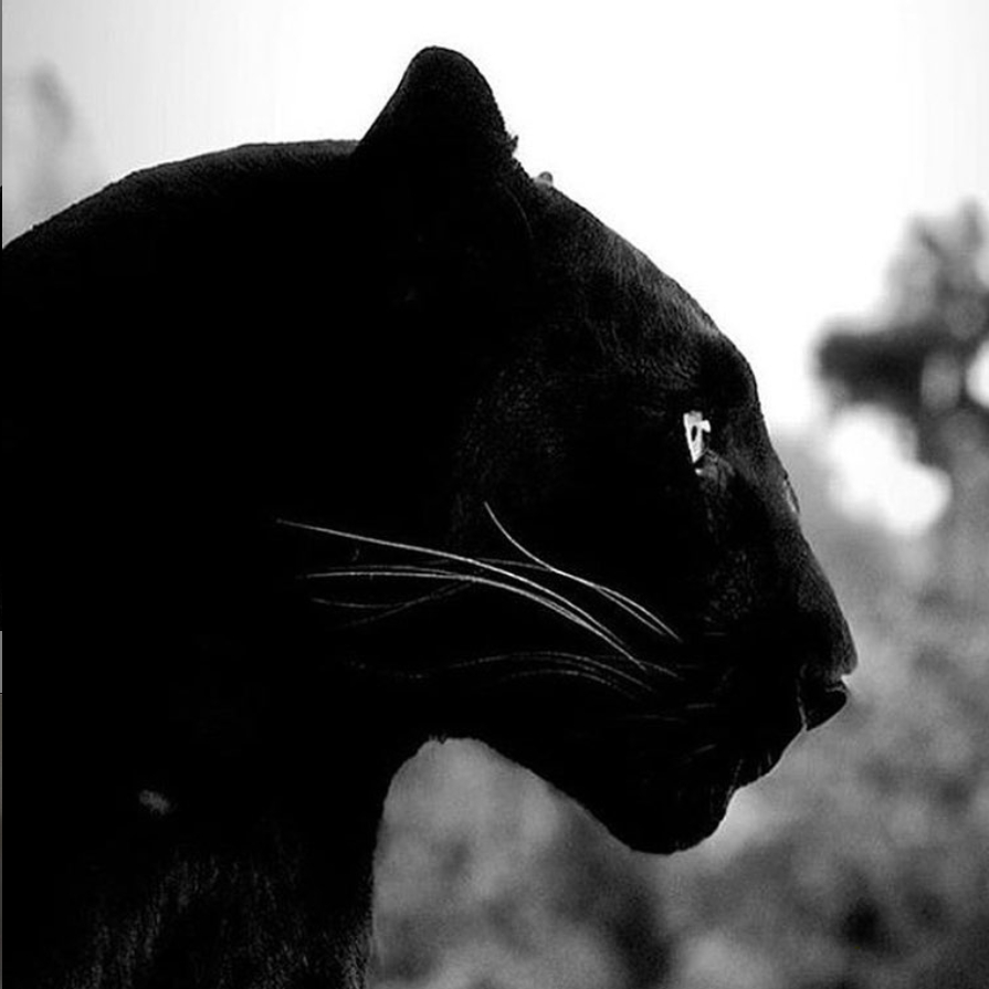 blaxat