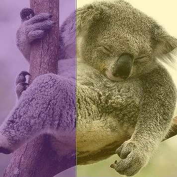 koala