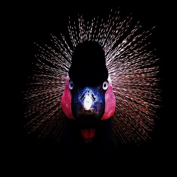 PΛЯROT™