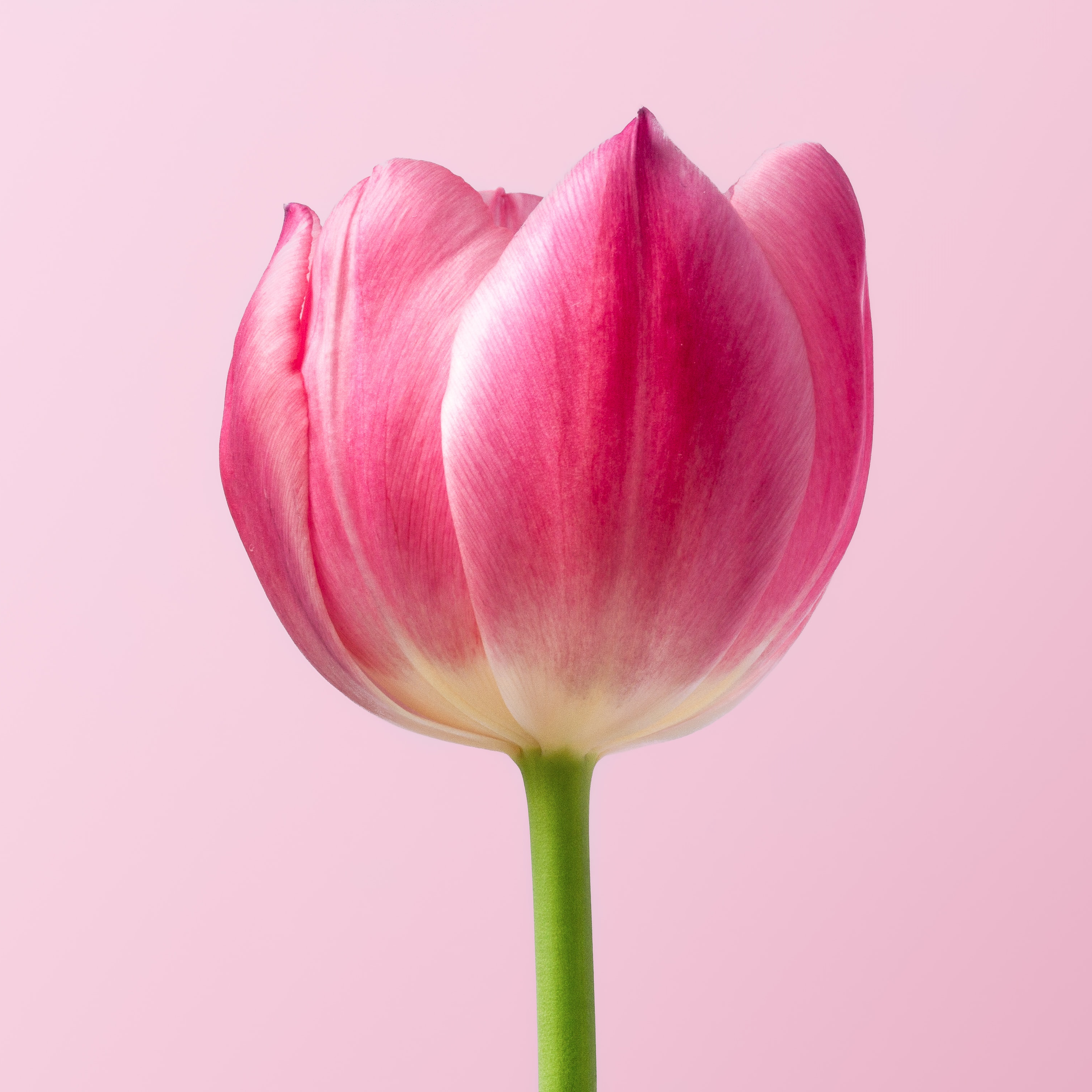 Fleuron